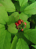 American ginseng with berries (c) by JHM